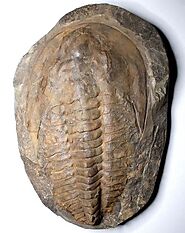 Cambropallas telesto Trilobite