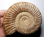 Dichotomosphinctes (Perisphinctes) Ammonite