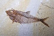 Diplomystus Fossil Fish