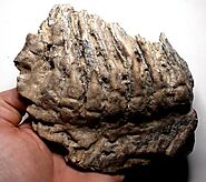 A large Mammoth tooth from the Southern Carpathian Basin, Hungary