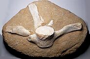 Plesiosaur vertebra, Cretaceous age