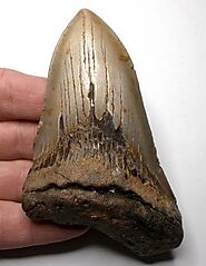 Megalodon Shark Tooth, Miocene age, USA