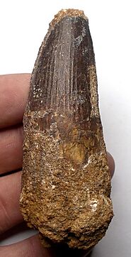 Spinosaurus tooth, Cretaceous age, Morocco