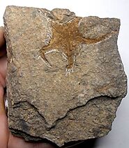 Ophiura fossil Brittle Star. Ordovician age, Morocco