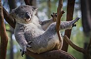 Cuddle a Koala at Lone Pine Koala Sanctuary