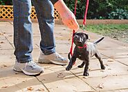 A Complete Puppy Training Timeline to Teach Good Behaviour