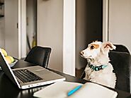 Does Online Dog Training Really Work?