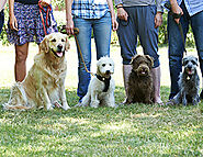 6 Warning Signs to Send Your Dog to Obedience Classes