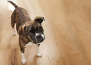 When You Should Choose Virtual Dog Training for Your Pet