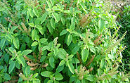 तुलसी के फायदे, नुकसान और उपयोग : Tulsi Benefits, Side Effects And Uses In Hindi