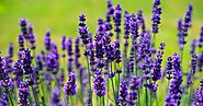 Six Aromatherapy Essential Oils for Stress Relief and Sleep | Psychology Today
