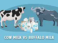 National Milk Day 2020: Cow Milk Vs Buffalo Milk: Which Is Healthier?