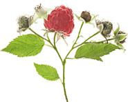 All-Natural Organic Herbal and Medicinal Teas - Traditional Medicinals
