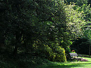 Washington Park Arboretum