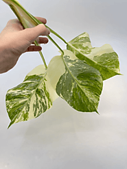VARIEGATED MONSTERA ALBO (CUTTING ONLY)