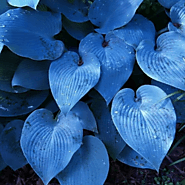 Flowers Halcyon Hosta Gorgeous Medium Size Deep Green Blue Live Plant!