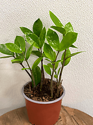 LIVE ZZ plant Zamioculcas Zamiifolia evergreen houseplant!