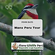 Parque Manu Peru Tour - Manu Area Peru - Manu Wildlife Peru