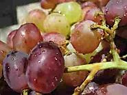 Benefits of Grape Seed Oil - Insight state