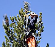 ‘Keystone’ Mountain Pine of U.S. West Earns Endangered Species Protections