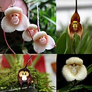 Dracula simia - a monkey face orchid