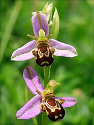 The bee orchid