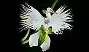 Pecteilis radiata known as the White egret flower