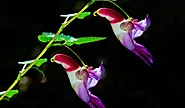 Impatiens Psittacine--Parrot Flower