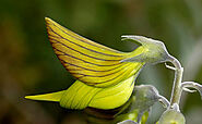 crotalaria cunninghamii