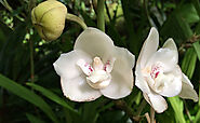 Peristeria Elata-- Dove Orchids