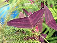 Christia vespertilionis known as the Red Butterfly Wing