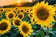 #3 - Sunflowers (helianthus)