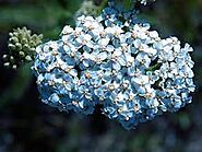 #4 - Blue Yarrow (achillea millefolium L)