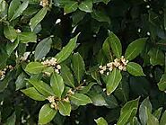 #9 - Bay Leaves (laurus nobilis)