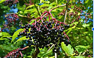 Elderberry / Sambucus nigra
