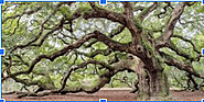 Oak Tree / Quercus robur