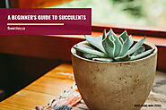 A Beginner's Guide to Succulents - Flower Story