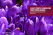 10 Best Purple Flowers for Your Spring Garden - Flower Story