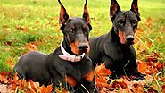 Top 7 giống chó Doberman lai “làm mưa làm gió” trong cộng đồng yêu chó