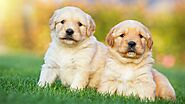 Những yếu tố ảnh hưởng đến giá chó Golden thuần chủng
