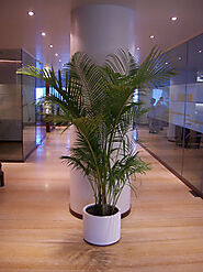 Indoor Plant Rental in Mumbai | Office Plant Rental and Maintenance