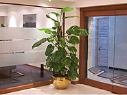 Plants Rental Services in Mumbai