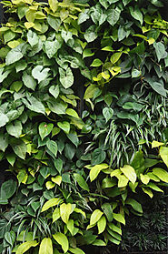 Vertical Gardens Services in Mumbai