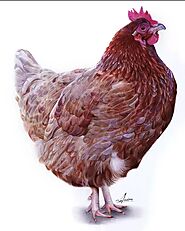 Drawing of a Chicken