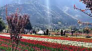 Tulip Garden in Kashmir India - Travel Guide