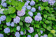Fertilizing Tips For Your Hydrangeas- A Complete Guide