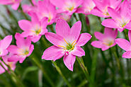 Growing Rain Lily -Everything You Need to Know