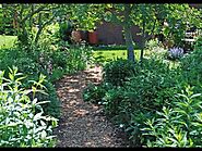 Garden Walk around | Gardening Mantras