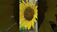 Peaceful Morning Mantras in the Garden | Sunflower Plant | Gardening Mantras Tips