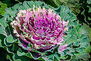 A Complete Guide On Ornamental Cabbage- Planting To Harvesting